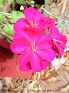 flower